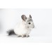 Chinchilla mosaico